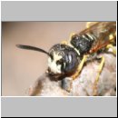 Philanthus triangulum - Bienenwolf m25.jpg